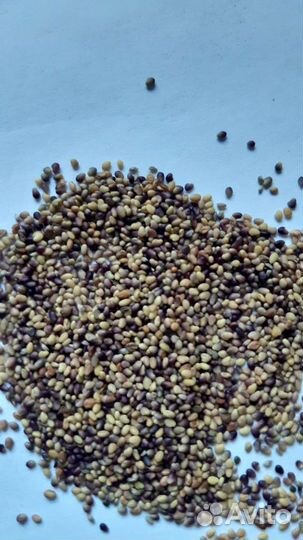 Семена клевера