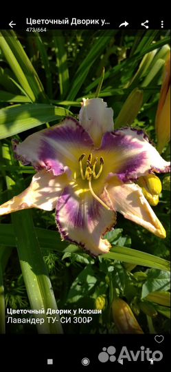 Лилейники сортовые