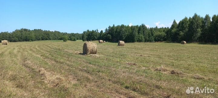 Сено в рулонах 2024