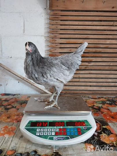 Куры несушки