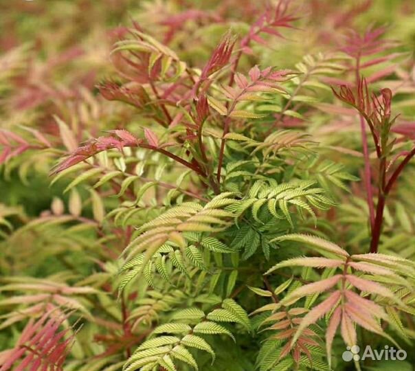 Буддлея Рябинник