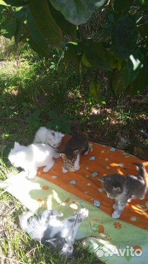 Котята в добрые руки