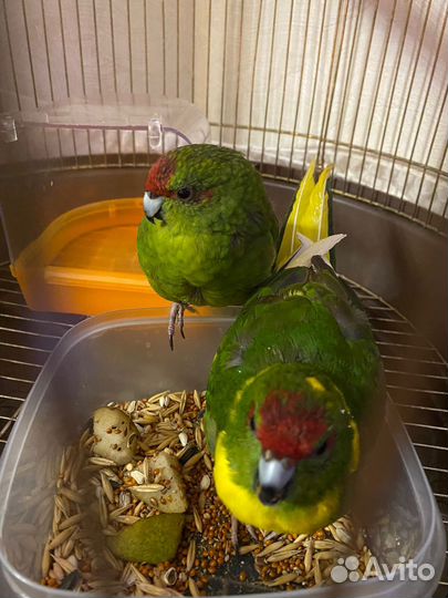 Попугаи какарики