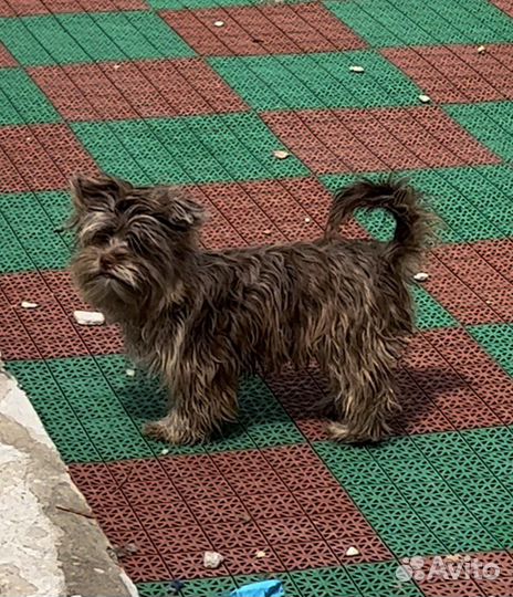 Йоркширский терьер