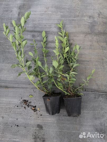 Саженцы голубики