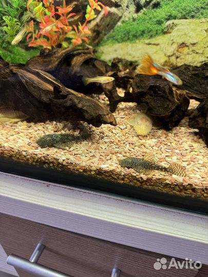 Сом Ансцитрус(самцы)