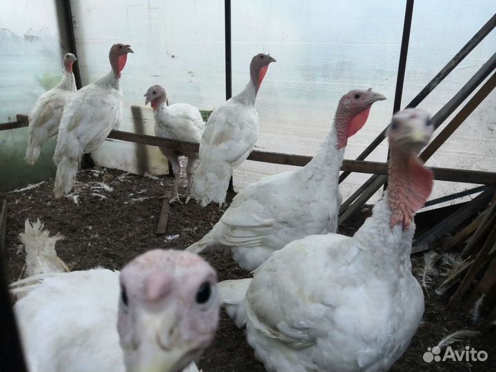 Мясо молодой индейки