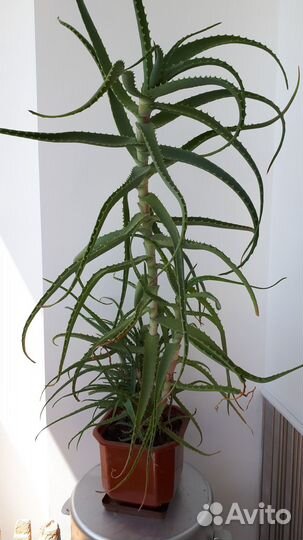 Алоэ столетник