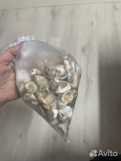 Ракушки морские маленькие в аквариум