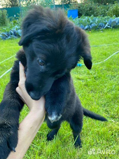 Собака в добрые руки щенок