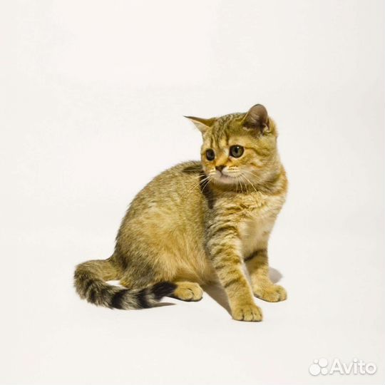 Красавцы с документами