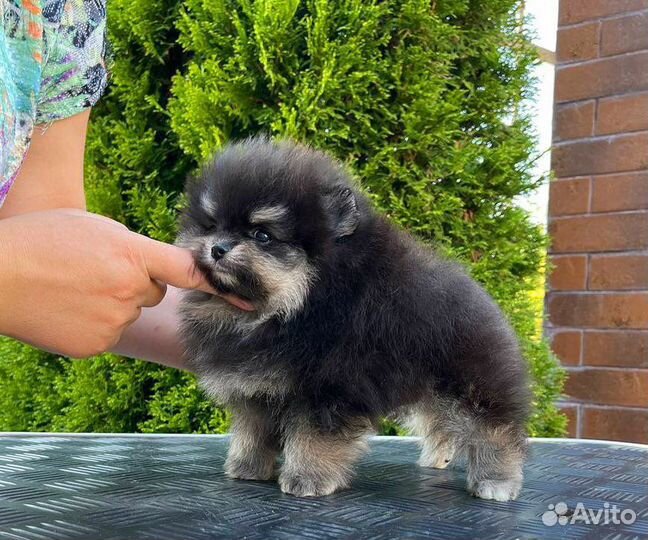 Померанский шпиц девочка