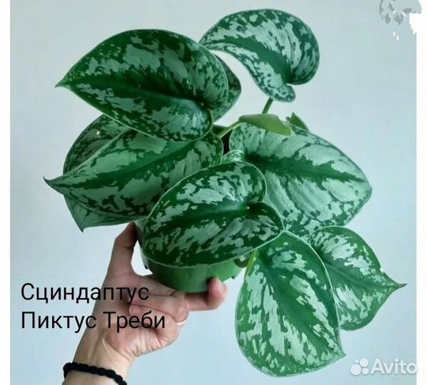 Сциндапсус Пиктус Треби