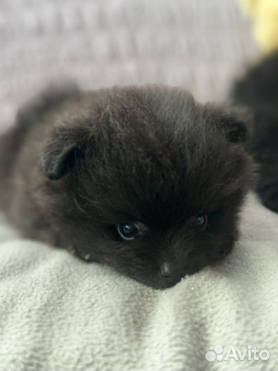 Померанский шпиц