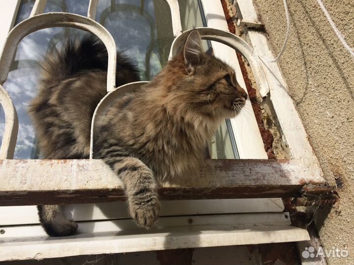 Котик мурлыка, ласкун в добрые руки