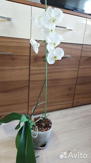 Орхидея