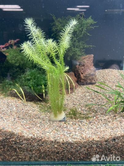 Грунт для аквариума