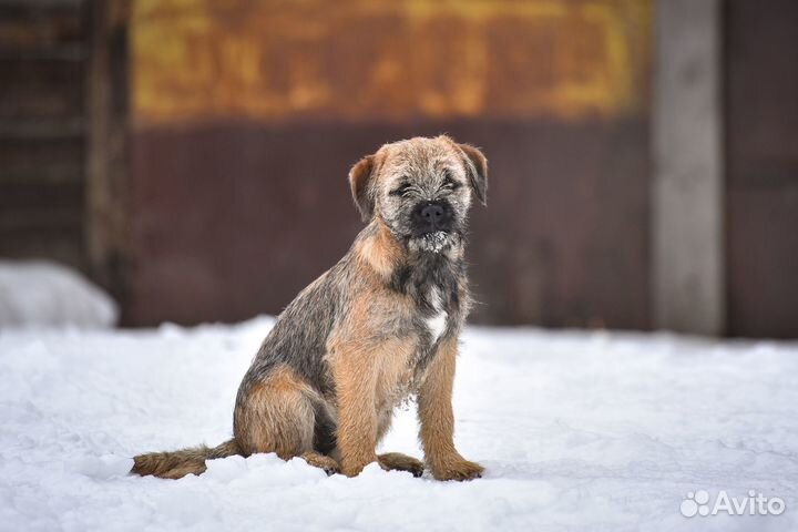 Щенок бордер терьера