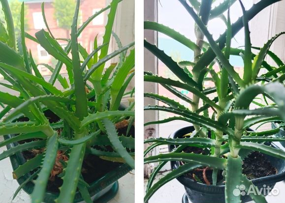 Алоэ лечебное