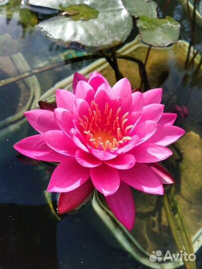 Водные лилии, нимфеи