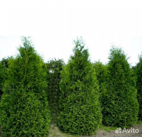 Туя брабант