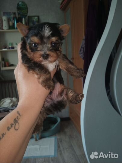 Йоркширский терьер мини щенки