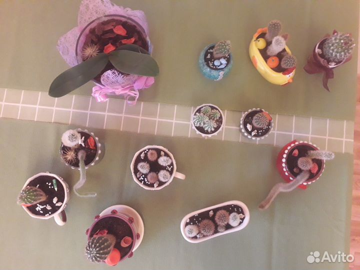 Кактусы коллекция