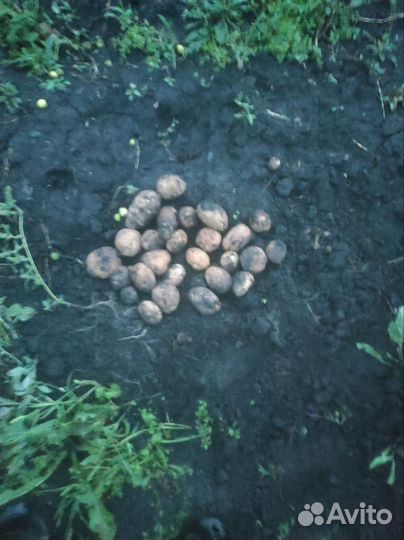 Продам картофель урожай2023 г.20 р/ кг.торг.дост