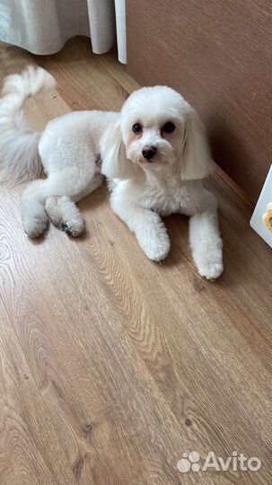 Собака мальтипу