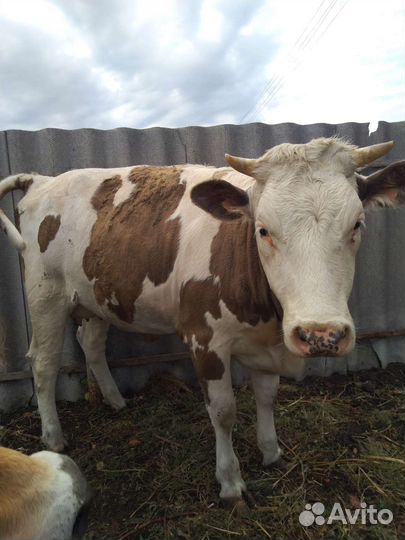 Телка стельная