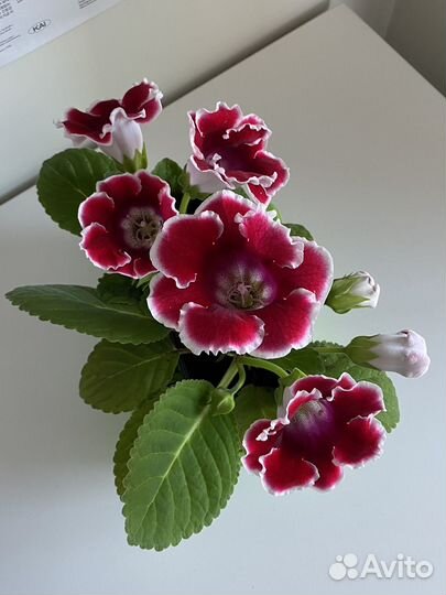 Глоксиния цветущая