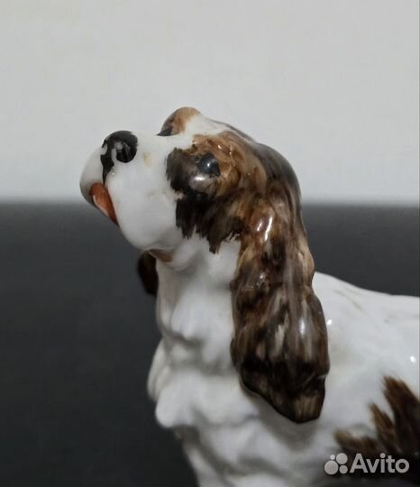 Limbach Германия Собака