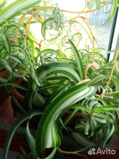 Хлорофитум