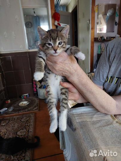Котенок бесплатно мальчик