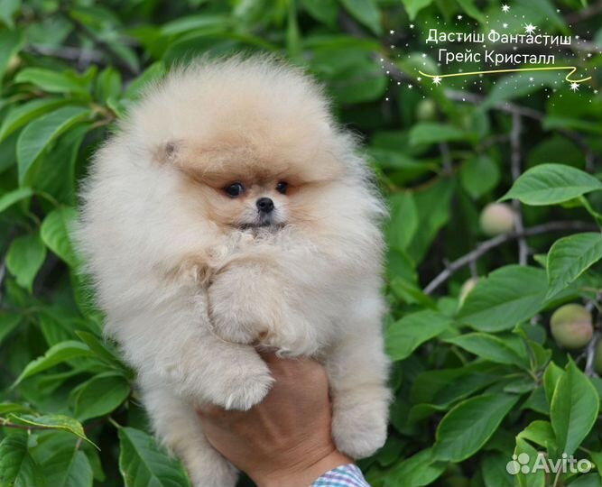 Микро Померанский Шпиц