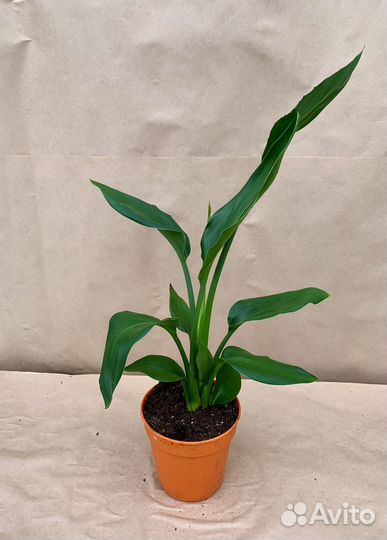 Стрелиция Регина