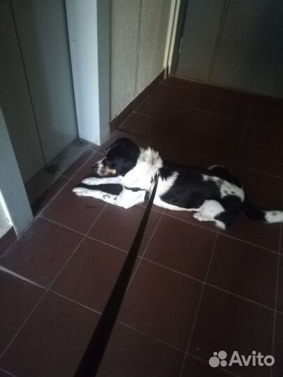 Выгул собак