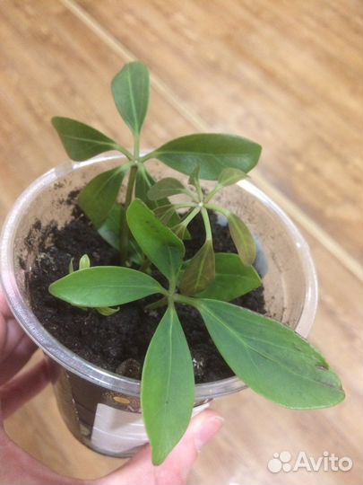 Комнатные цветы