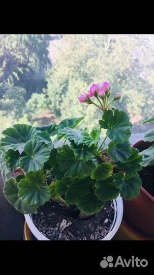 Пеларгония герань Австралийка