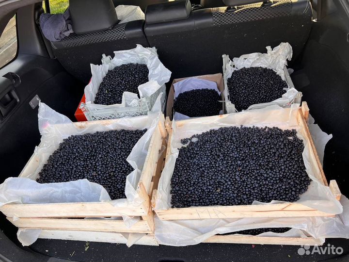 Черника Байкальская