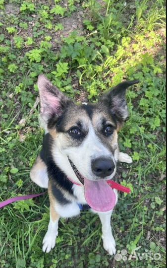 Собака в добрые руки