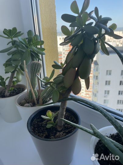 Много растений для дома