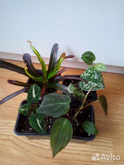 Микс комнатных