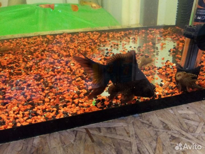 Телескоп чёрный, Оранда красная шапочка