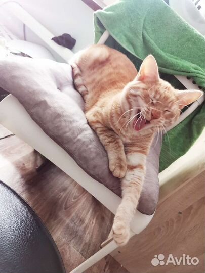 Кот в добрые руки