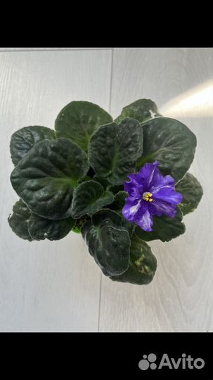 Фиалка в горшках