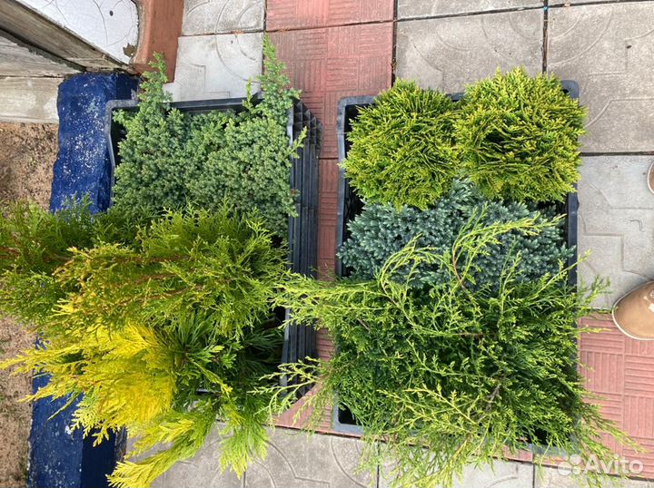 Рассада овощей и цветов, плодовые дер и кустарники