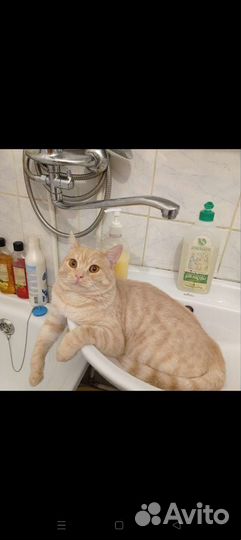 Котик Фикус