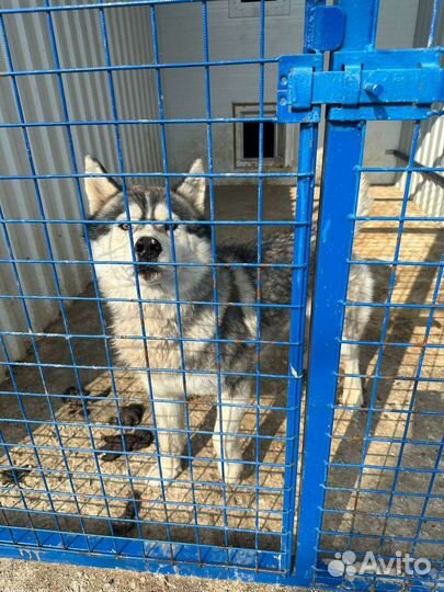 Собака хаски маламут в отлове