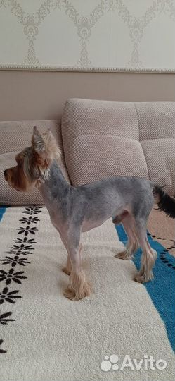 Йорк мини вязка